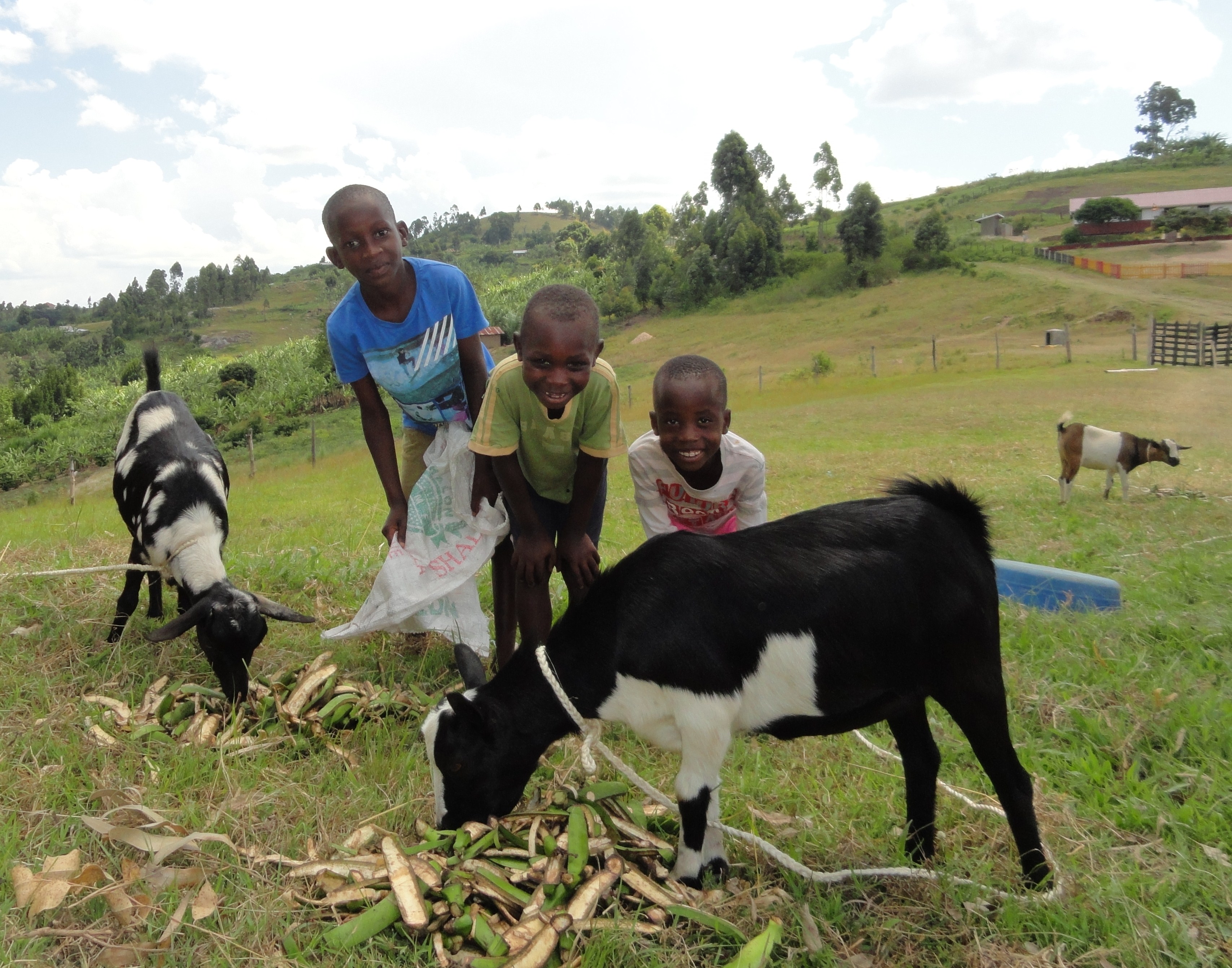 Feeding the goats